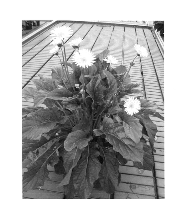Figure 1 of US plant patent PP24937, the photograph of Garvalerie Improved printed in the patent.