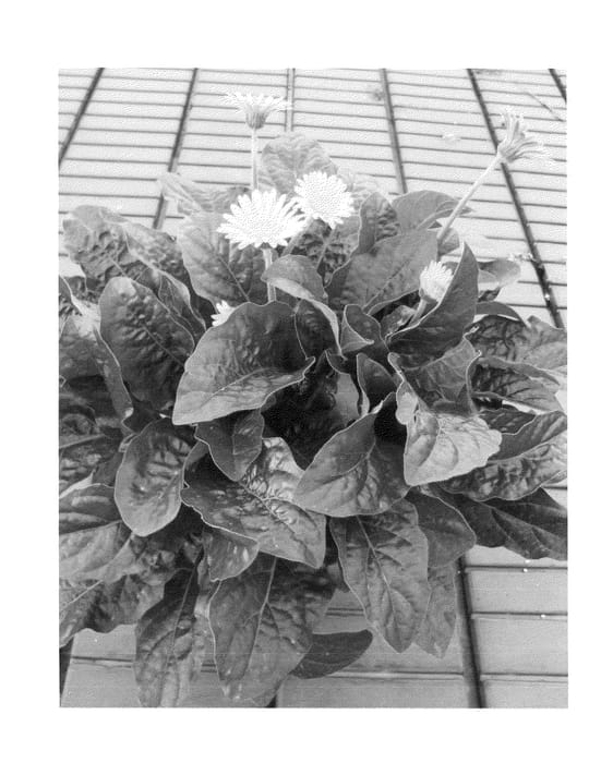 Figure 1 of US plant patent PP24938, the photograph of Garvivian Improved printed in the patent.
