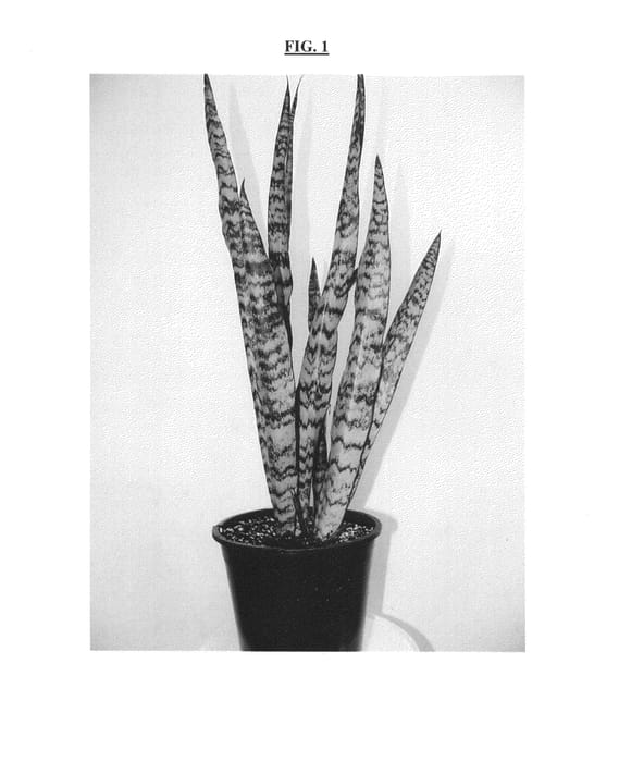 Figure 1 of US plant patent PP24939, the photograph of Wintergreen printed in the patent.