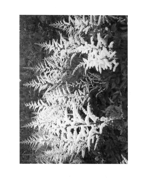 Figure 1 of US plant patent PP24940, the photograph of Cappuccino printed in the patent.