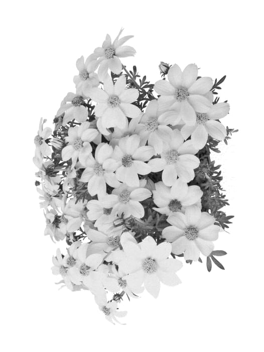 Figure 1 of US plant patent PP24941, the photograph of Duebigonto printed in the patent.