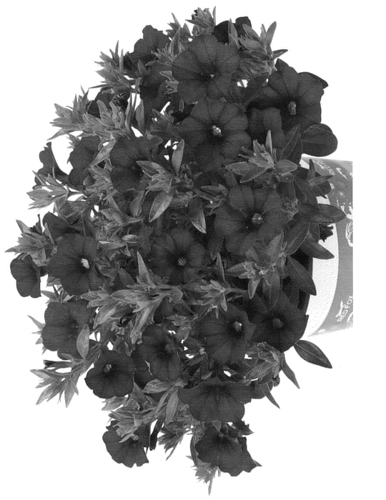 Figure 1 of US plant patent PP24942, the photograph of Duealkotrubu printed in the patent.