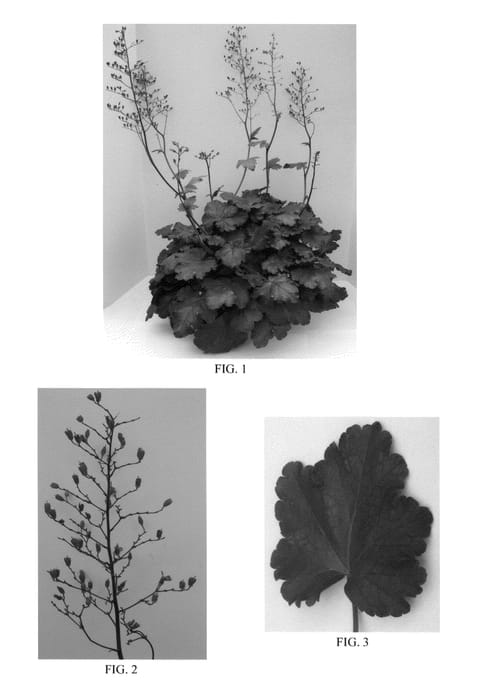 Figure 1 of US plant patent PP24943, the photograph of Carnival Coffee Bean printed in the patent.