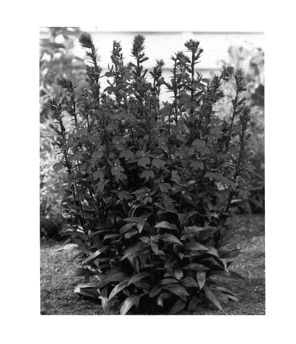 Figure 1 of US plant patent PP24944, the photograph of Scarlet Princess printed in the patent.