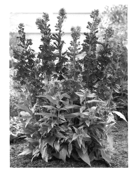 Figure 1 of US plant patent PP24945, the photograph of Crimson Princess printed in the patent.