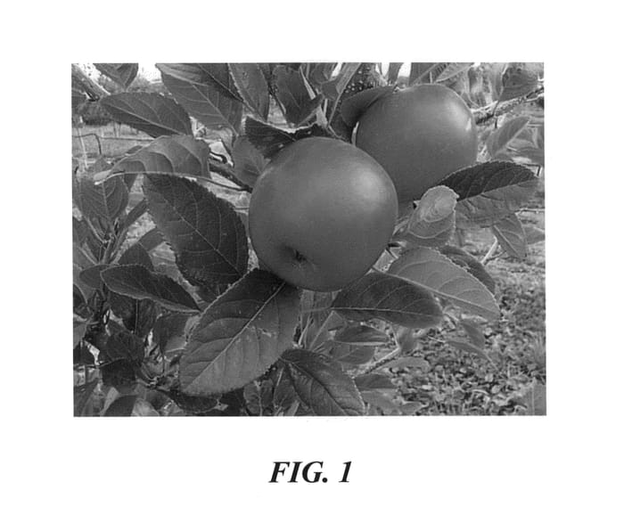 Figure 1 of US plant patent PP24946, the photograph of PremA96 printed in the patent.