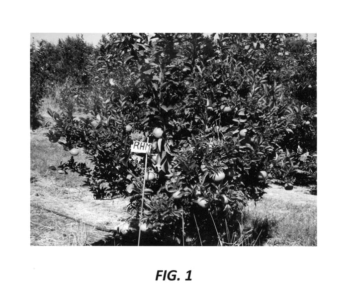 Figure 1 of US plant patent PP24947, the photograph of RHM printed in the patent.