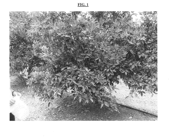 Figure 1 of US plant patent PP24948, the photograph of HADASS printed in the patent.