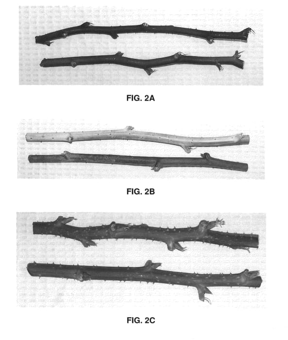 Figure 2 of US plant patent PP24949, the photograph of Crimson Night printed in the patent.