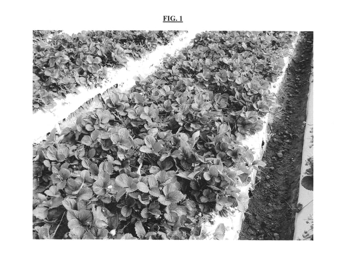 Figure 1 of US plant patent PP24950, the photograph of TRIUMPH printed in the patent.
