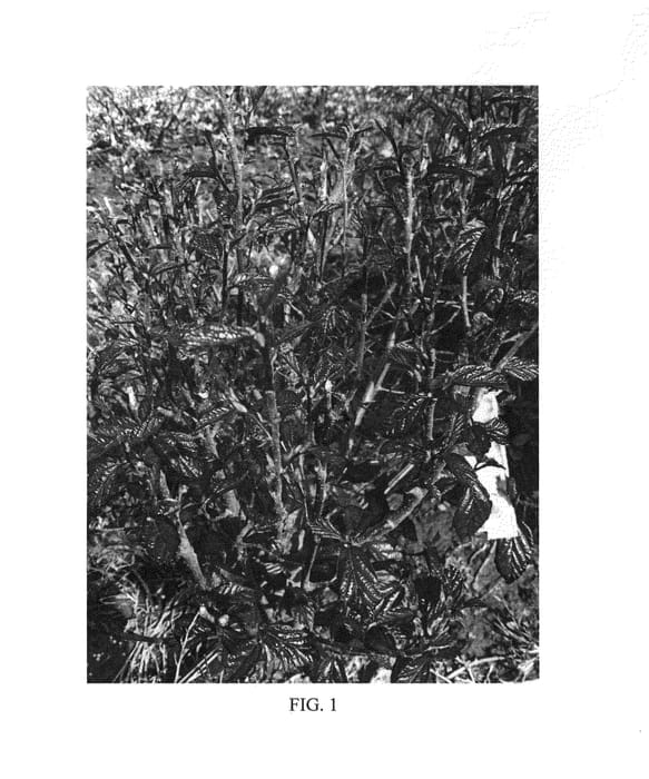 Figure 1 of US plant patent PP24951, the photograph of JL Columnar printed in the patent.
