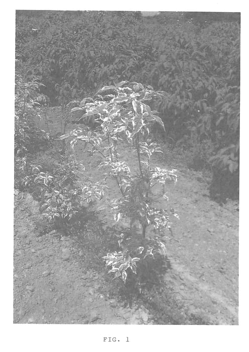 Figure 1 of US plant patent PP24952, the photograph of KV10-105v1 printed in the patent.
