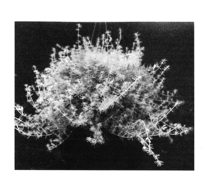 Figure 1 of US plant patent PP24953, the photograph of CoFlash printed in the patent.