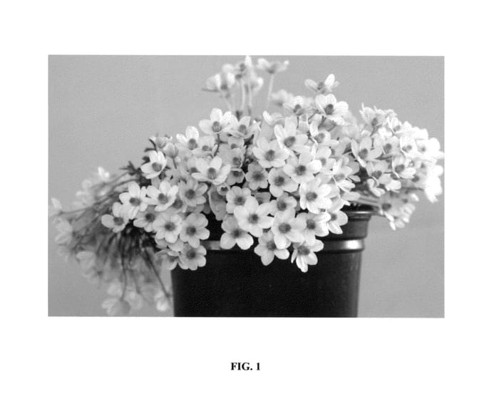 Figure 1 of US plant patent PP24954, the photograph of Ovation printed in the patent.