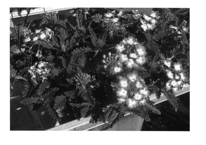 Figure 1 of US plant patent PP24955, the photograph of KLEVP12449 printed in the patent.