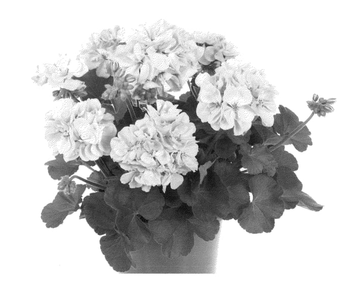 Figure 1 of US plant patent PP24956, the photograph of Fipelbelcantoimp printed in the patent.