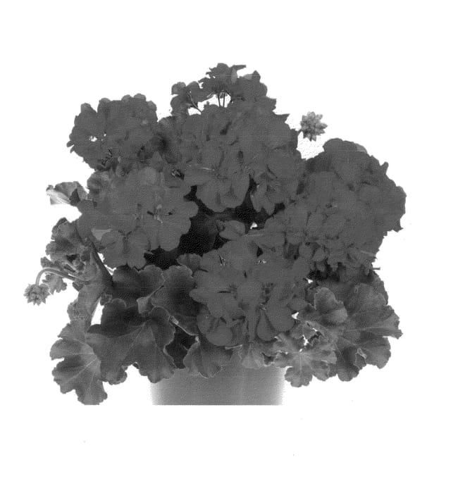 Figure 1 of US plant patent PP24957, the photograph of Fipelmamboimp printed in the patent.
