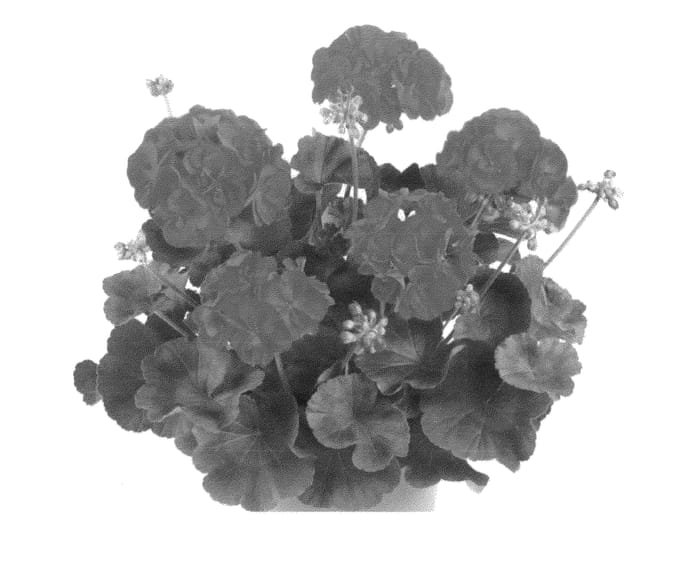 Figure 1 of US plant patent PP24958, the photograph of Fipelmasbriredimp printed in the patent.
