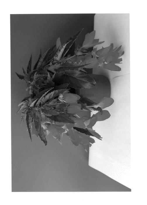 Figure 1 of US plant patent PP24959, the photograph of BKPBEWFER printed in the patent.