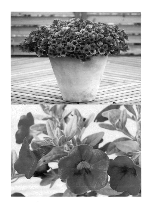Figure 1 of US plant patent PP24960, the photograph of Sunbel 0579 printed in the patent.
