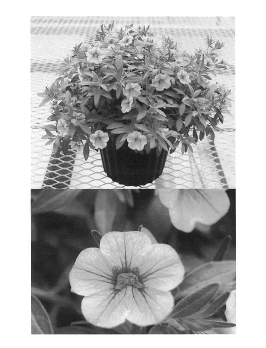Figure 1 of US plant patent PP24961, the photograph of Sunbel 0778 printed in the patent.