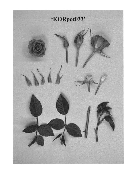 Figure 1 of US plant patent PP24962, the photograph of KORpot033 printed in the patent.