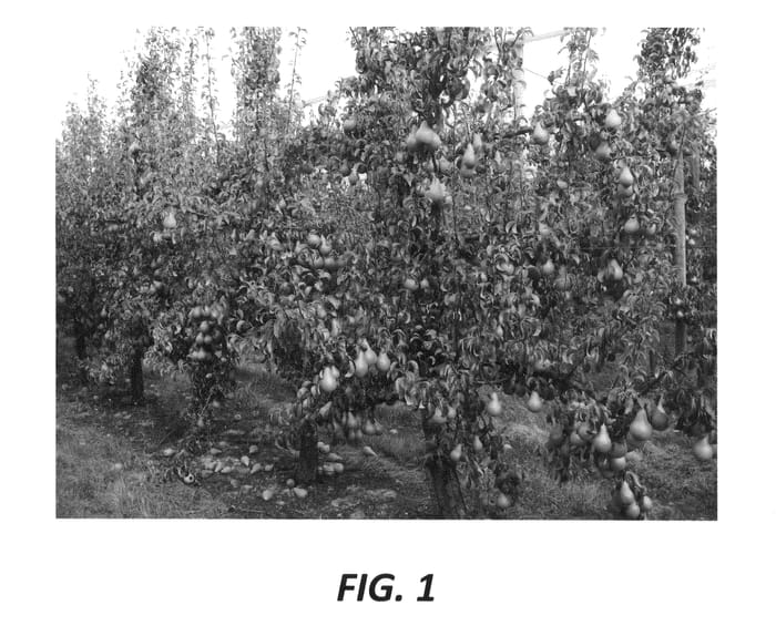 Figure 1 of US plant patent PP24963, the photograph of Cepuna printed in the patent.