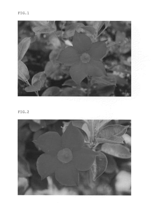 Figure 1 of US plant patent PP24964, the photograph of SGred8 printed in the patent.