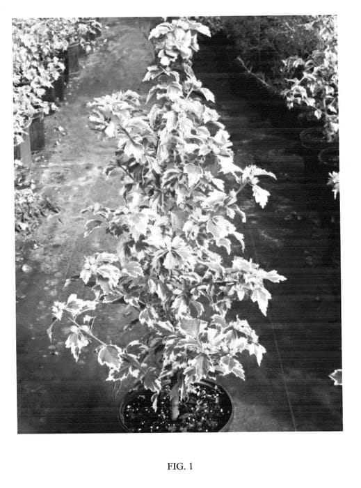 Figure 1 of US plant patent PP24965, the photograph of CARPA printed in the patent.
