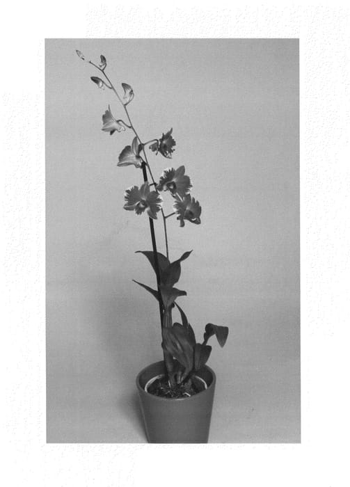 Figure 1 of US plant patent PP24967, the photograph of Suden1201 printed in the patent.