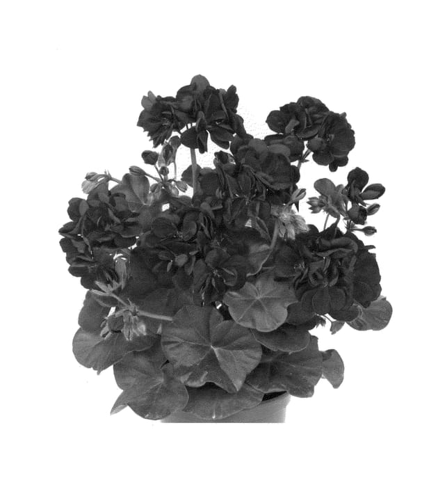 Figure 1 of US plant patent PP24968, the photograph of DUEPABLANI printed in the patent.
