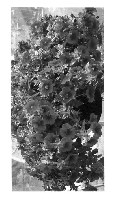 Figure 1 of US plant patent PP24969, the photograph of Duealkodare printed in the patent.