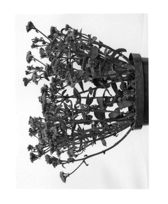 Figure 1 of US plant patent PP24970, the photograph of Chocolate Cherry printed in the patent.