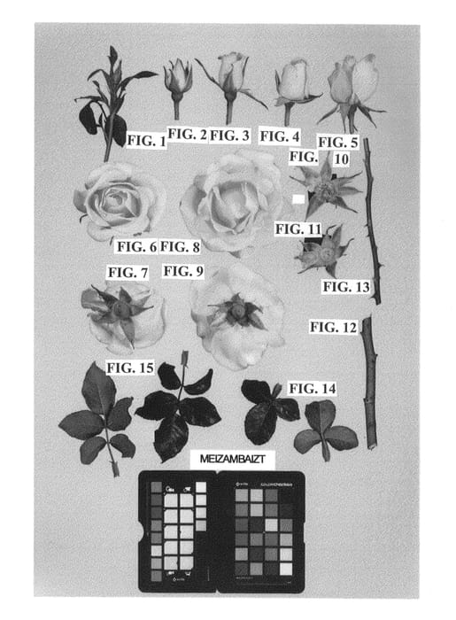 Figure 1 of US plant patent PP24971, the photograph of Meizambaizt printed in the patent.
