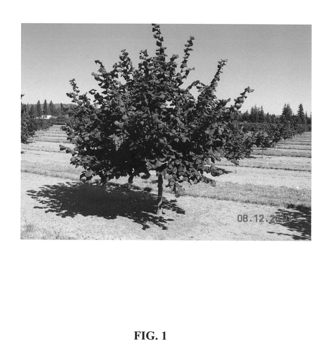 Figure 1 of US plant patent PP24972, the photograph of York printed in the patent.