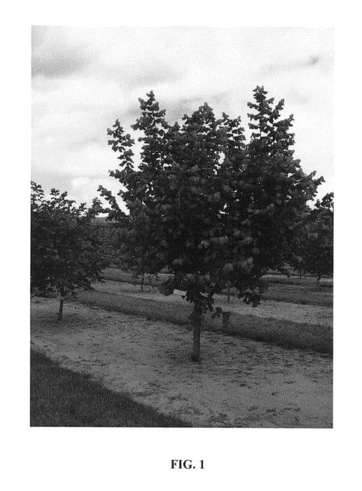 Figure 1 of US plant patent PP24973, the photograph of Felix printed in the patent.