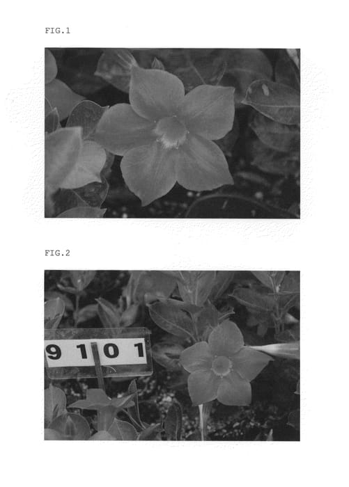 Figure 1 of US plant patent PP24974, the photograph of SGlightred9 printed in the patent.