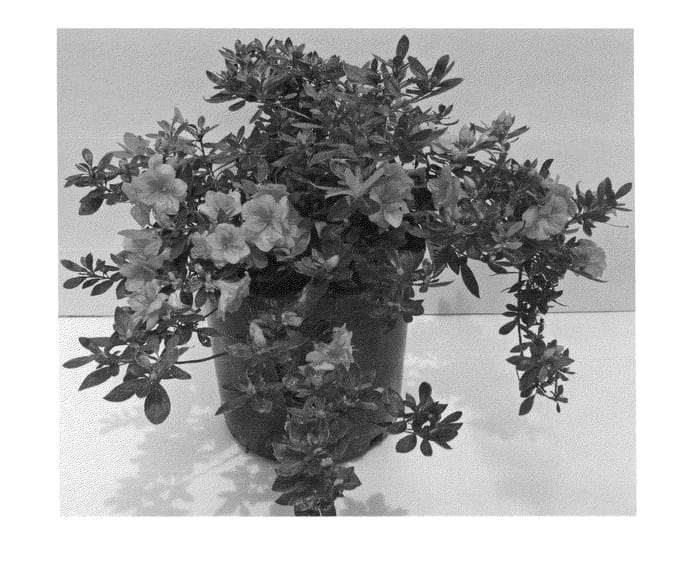 Figure 1 of US plant patent PP24975, the photograph of RLH1-5P1 printed in the patent.