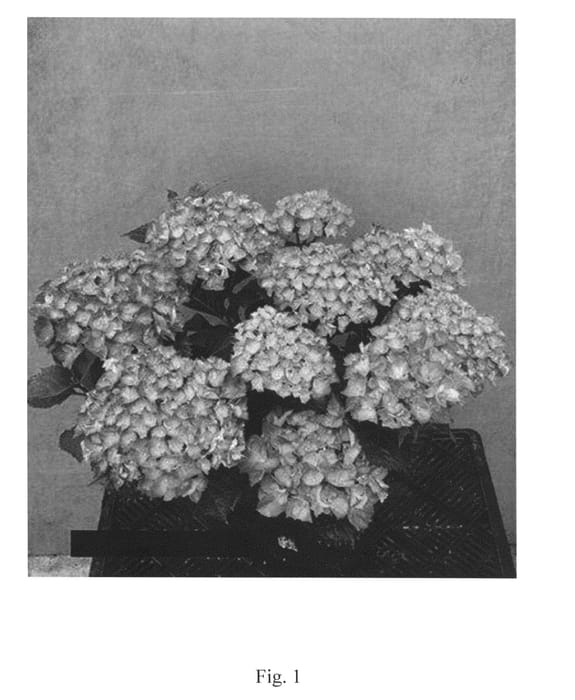 Figure 1 of US plant patent PP24976, the photograph of Stramini printed in the patent.