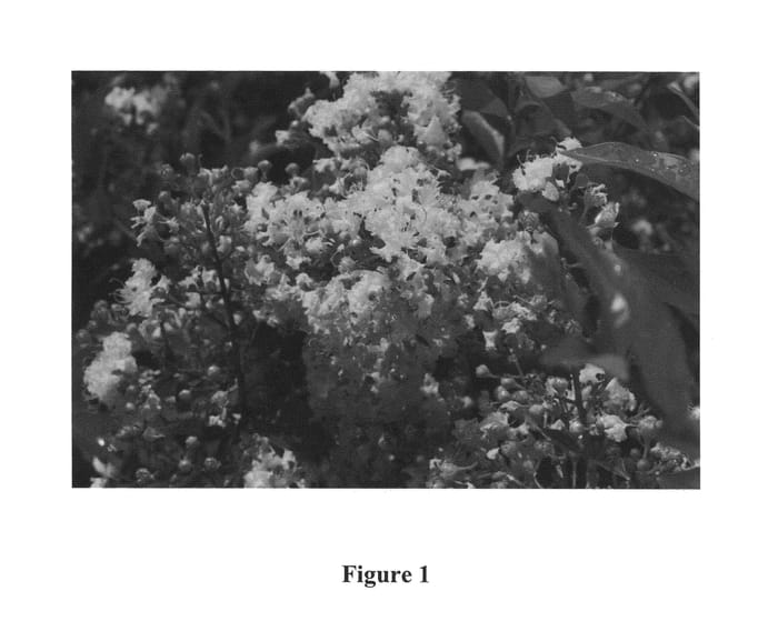 Figure 1 of US plant patent PP24977, the photograph of CREC-0052 printed in the patent.