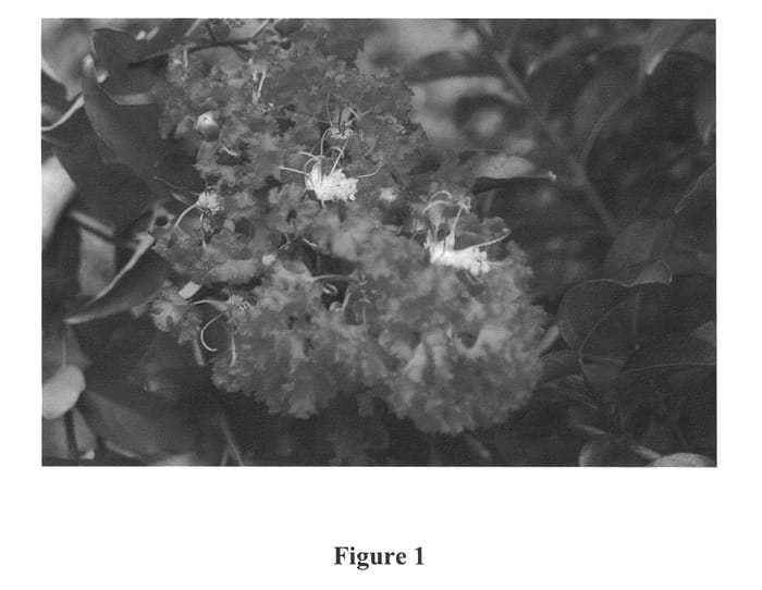 Figure 1 of US plant patent PP24978, the photograph of CREC-0077 printed in the patent.