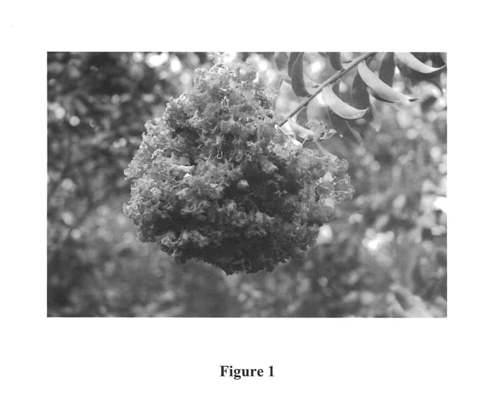Figure 1 of US plant patent PP24979, the photograph of CREC-0030 printed in the patent.