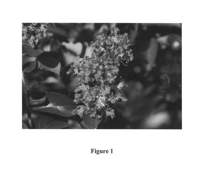 Figure 1 of US plant patent PP24980, the photograph of CREC-0060 printed in the patent.