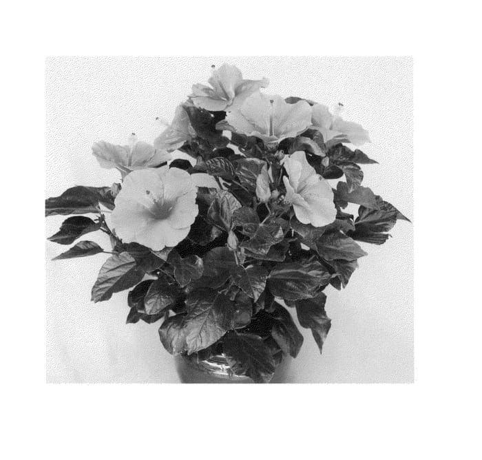 Figure 1 of US plant patent PP24981, the photograph of Improved Mandarin Wind printed in the patent.