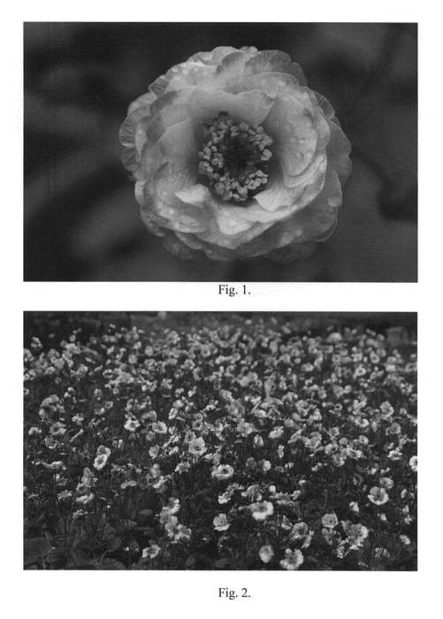 Figure 1 of US plant patent PP24982, the photograph of Cosmopolitan printed in the patent.