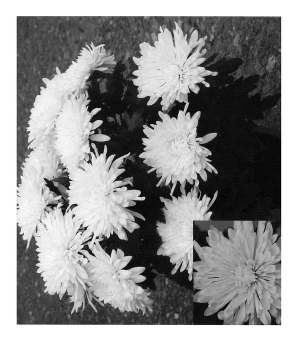 Figure 1 of US plant patent PP24983, the photograph of CIDZ0047 printed in the patent.