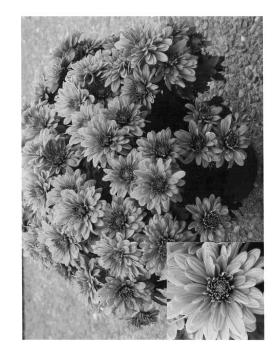 Figure 1 of US plant patent PP24984, the photograph of CIDZ0039 printed in the patent.