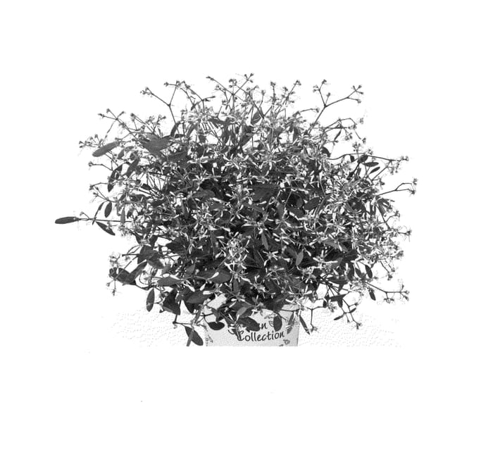 Figure 1 of US plant patent PP24985, the photograph of Duestawhifla printed in the patent.
