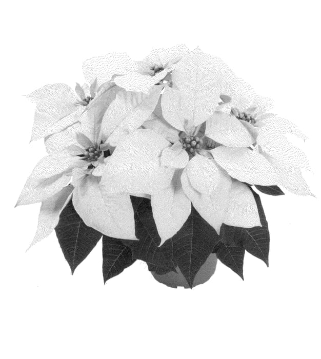 Figure 1 of US plant patent PP24986, the photograph of Dueprewi12 printed in the patent.