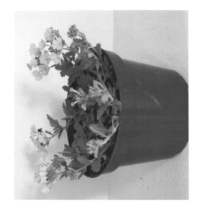 Figure 1 of US plant patent PP24987, the photograph of VVIPE13-0 printed in the patent.